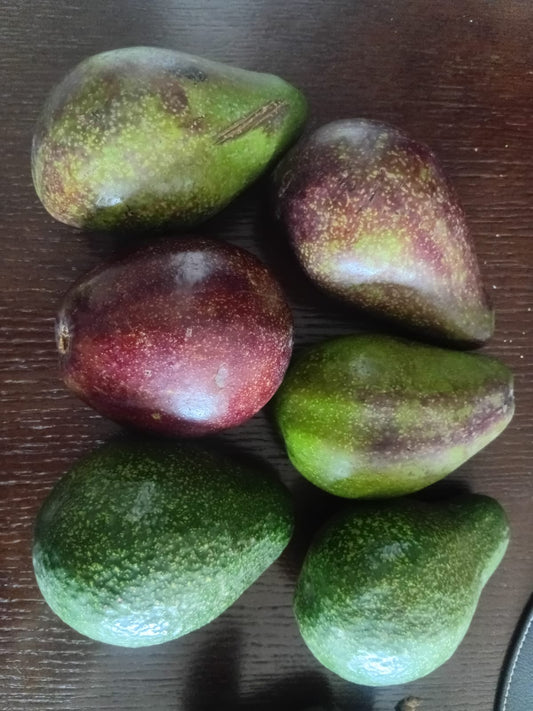 Avocado