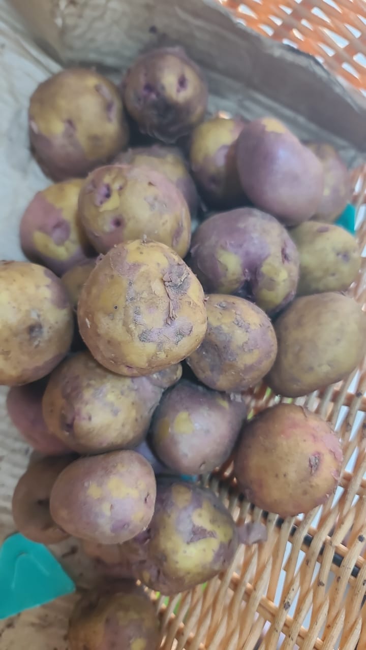 Irish potatoes