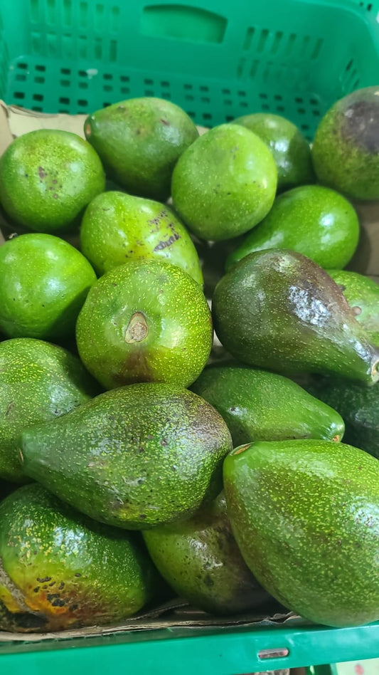 Avocado